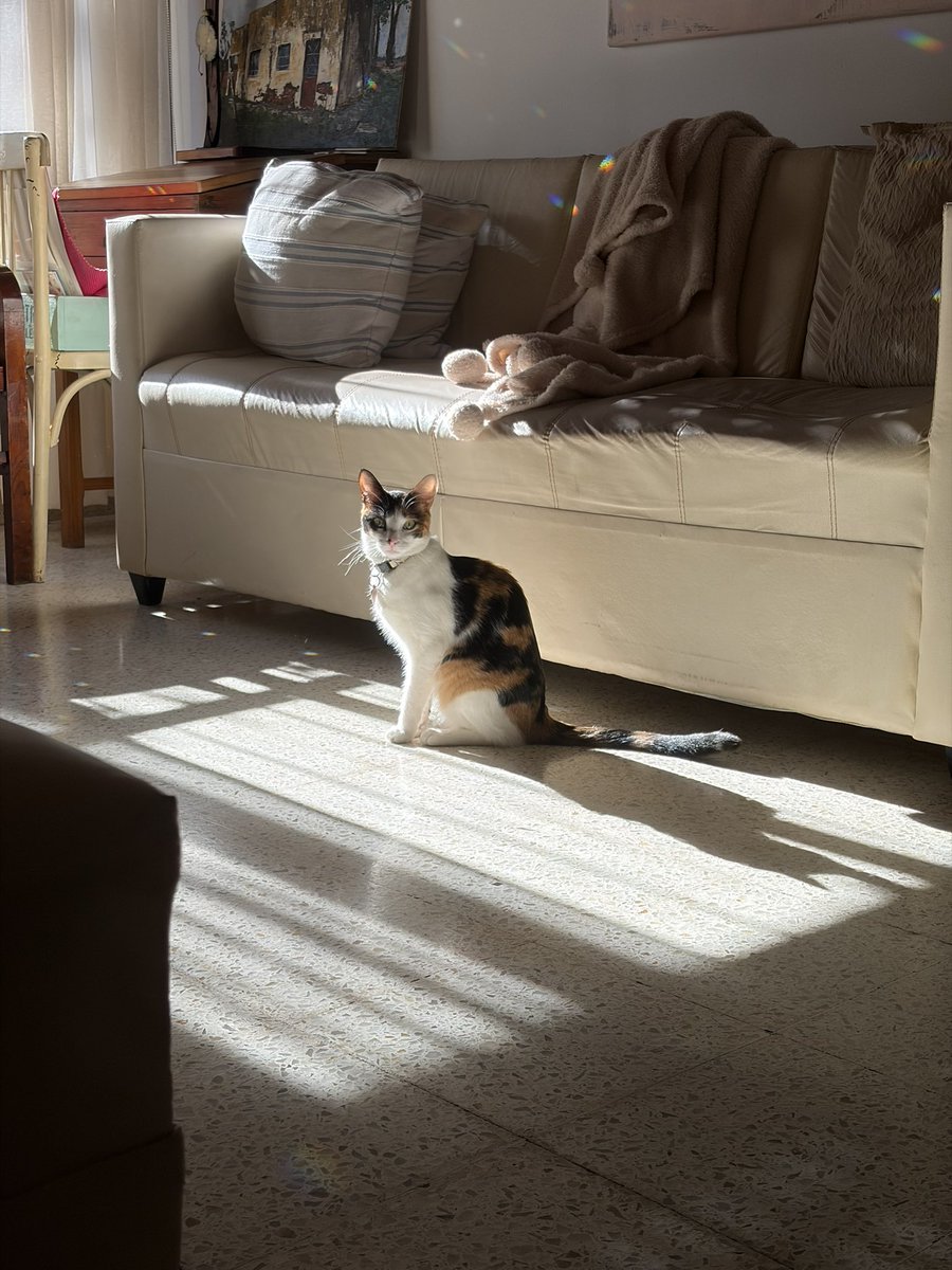 violetaconti's tweet photo. @lauretagens Mi Katana aun no evoluciono https://t.co/SHu9w5i524