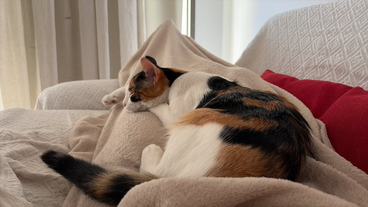 violetaconti's tweet photo. @lauretagens Mi Katana aun no evoluciono https://t.co/SHu9w5i524