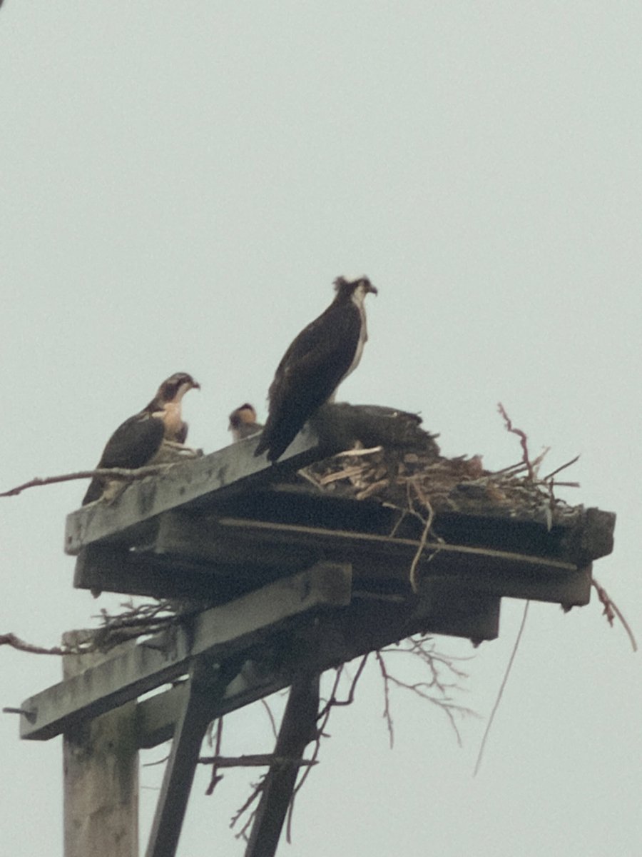 IsabelleAlv's tweet photo. @TaniBergeron I counted 7 in 3 nests by the Fairfield transfer center!! https://t.co/aoRMbaIgHr