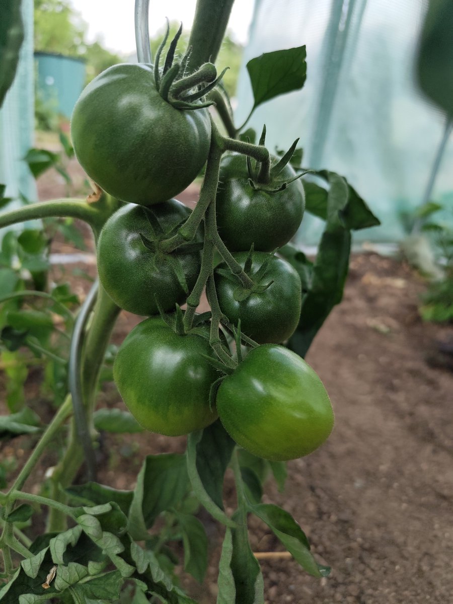 Hey my tomato loving friends, long time no see, here are some