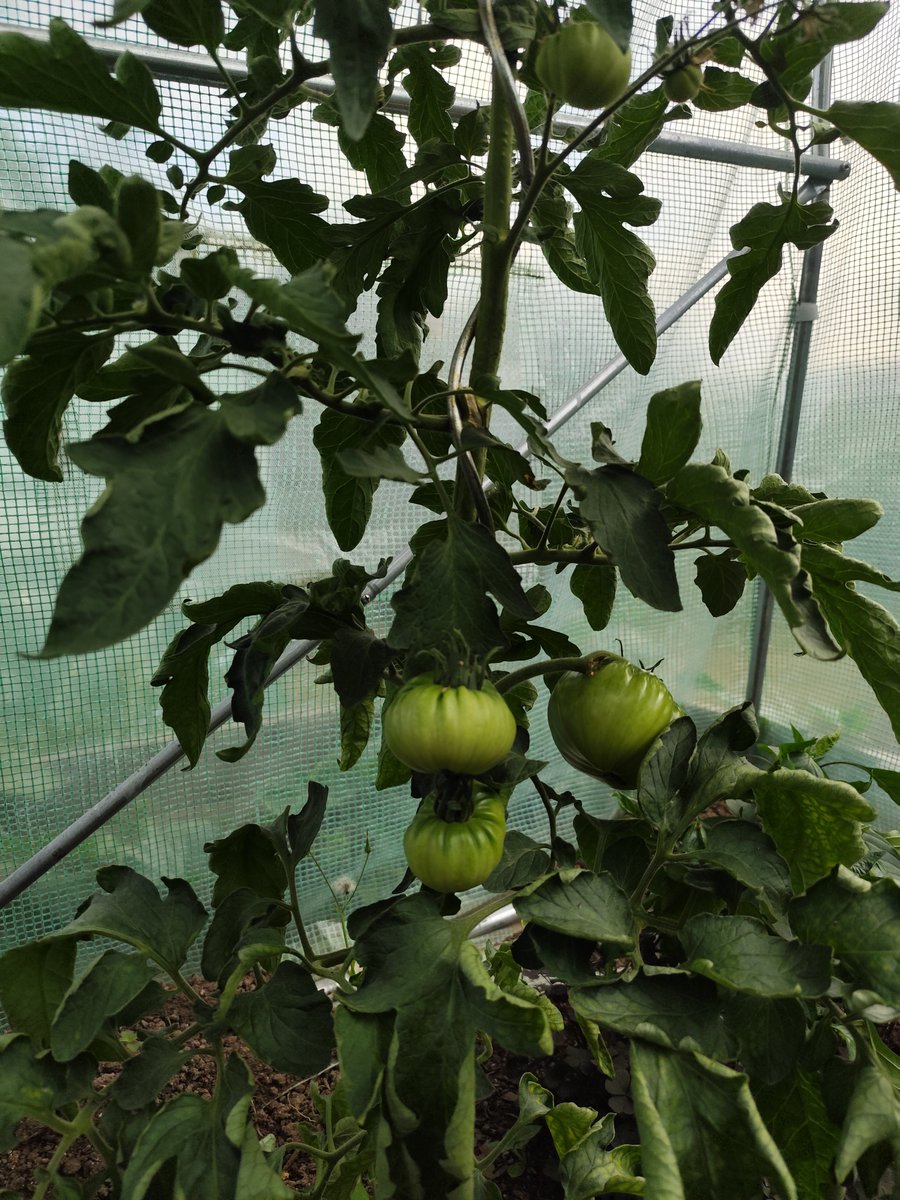 Tomato様☆専用ページ Hey my tomato loving friends, long time no see, here are some