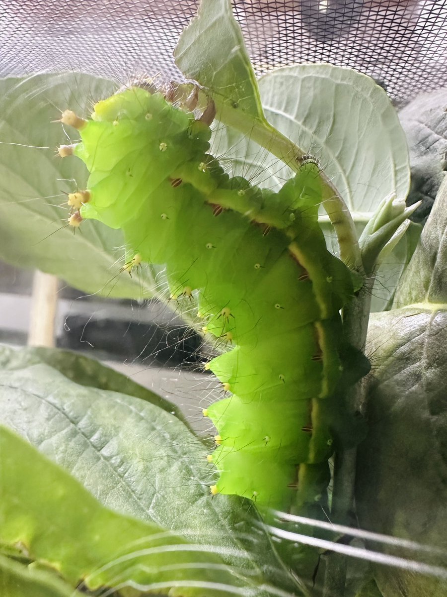 AntRoom_taku's tweet photo. オオミズアオの巨大幼虫🐛
知らない人は、この大きさには驚くと思います。
実はこれ、息子の保育園で飼育されている個体なのです。
園長先生が前回のクレイジージャーニーを観てくれて、片田さんが紹介する蛾に興味を持ち、自宅の植木で見つけた幼虫を、保育園の子どもたちに見てもらうために持ってきて育てているのです。
子どもたちも喜んで見ているようです。
オオミズアオを飼育する保育園…
なんて素敵なのでしょう！
今日は糸で繭を作り始めたようで、園長先生が嬉しそうに教えてくれました。
オオミズアオを育てていて、誰よりも嬉しいのは、きっと園長先生です（笑）