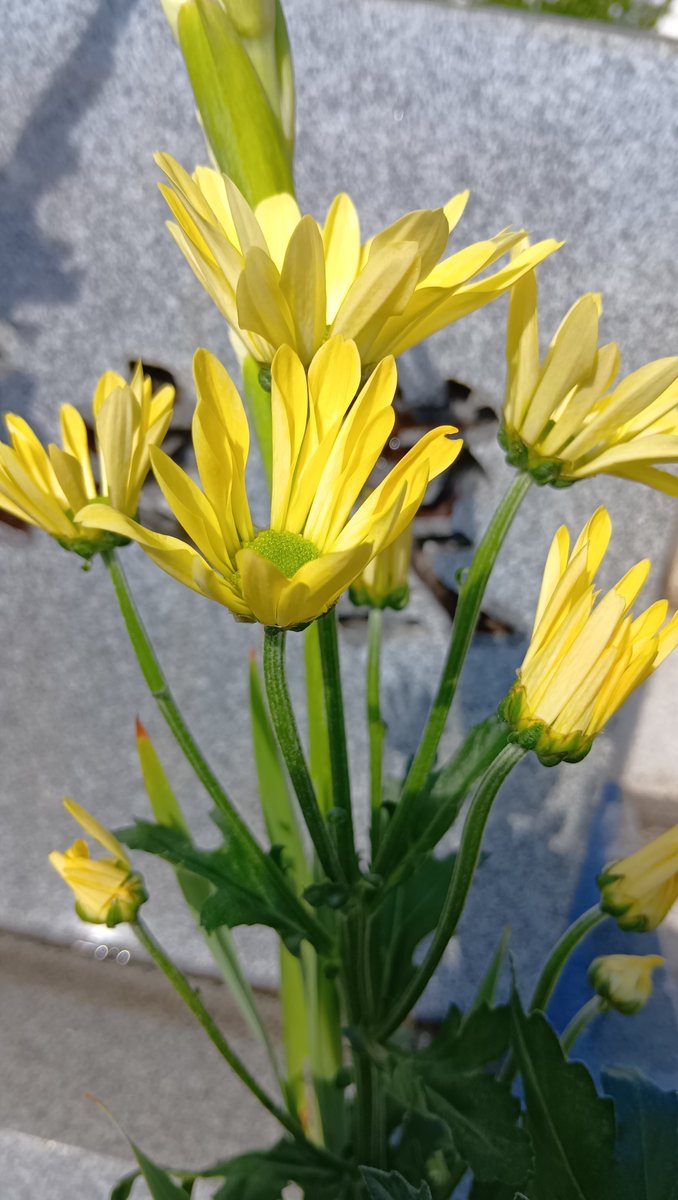 renahappymusic's tweet photo. お墓参りのお花はこちら😊
彼岸花も咲いていました🌿
#お墓参り　#お花 https://t.co/yDG8HXeAbG