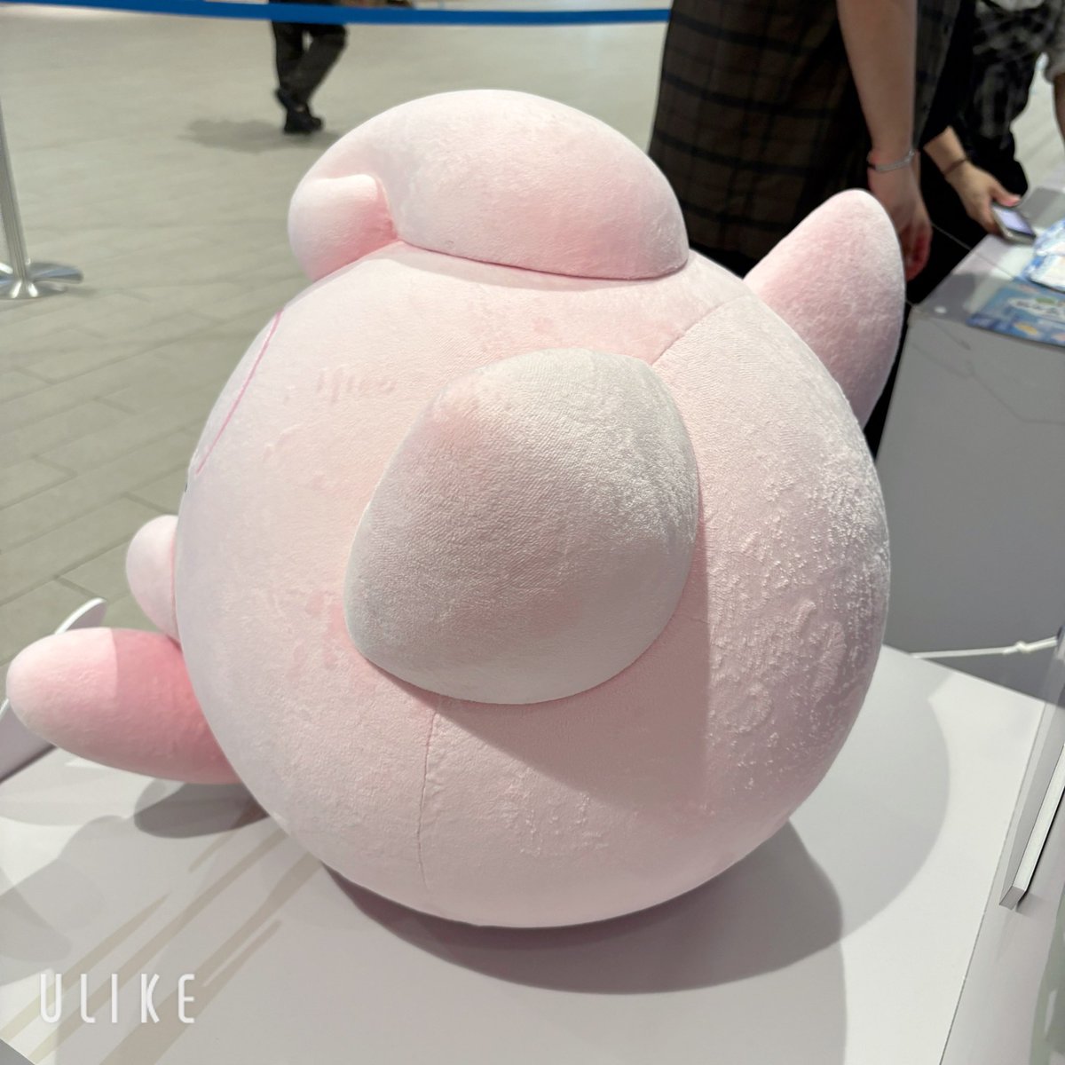 さぽ♡pokemon垢 tweet media