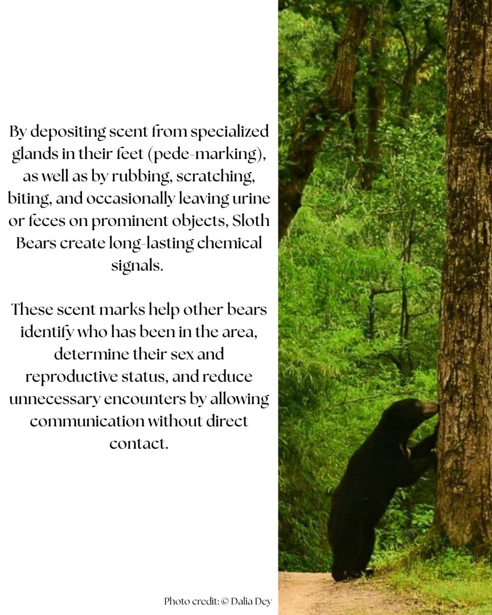 slothbear2026's tweet photo. 🐾 Hidden Language of Sloth Bears | Part 1: Scent Marking

Although Sloth Bears are mostly solitary, they constantly communicate through chemical signals left across the landscape.

Through pede-marking, rubbing, scratching, biting, and other scent-marking behaviours, they leave information that helps other bears identify who has been there, their reproductive status, and whether to avoid or investigate the area.

A study by Swaminathan et al. (2017) documented wild male Sloth Bears pede-marking around den sites using camera traps, while studies on captive bears suggest that scent-marking behaviours may also play an important role in mate communication.

One signal decoded… many more remain. Stay tuned for the next part of the Hidden Language of Sloth Bears 🐻

#ProjectSlothBear #WIIProjectSlothBear #SlothBear #AnimalCommunication #ChemicalCommunication #ScentMarking #WildlifeResearch #BearBehaviour
 
@moefcc @CentralIfs @NationalCAMPA @wii_india @SACONCoimbatore @wii_eiacp @rameshpandeyifs @GobindsagarBha1 @RuchiBadola2 @CRamesh_WII @BivashPand34733 @Kramesh95 @amitwii @UpmaManral @ashishjangid22 @avinashyadv95 @utkarsh41995 @kaushikforwild @Hairypotter0777 @Sindhoora_2001 @Suraj_Chauhan31 @niranjanKv2770 @Kavyak0204 @MitaliJadh34762