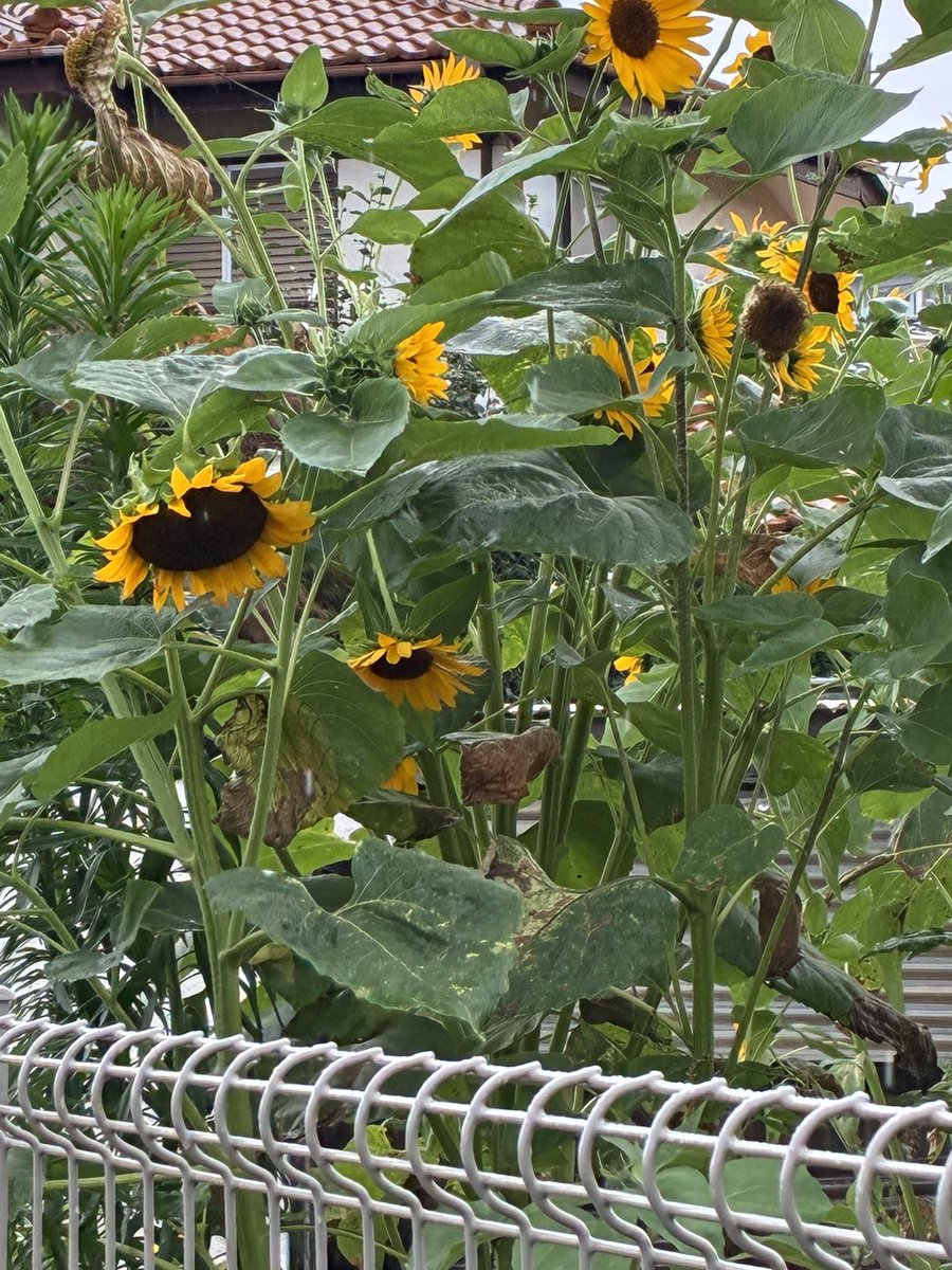 ki_mi_3333's tweet photo. ひまわり🌻
夏だな https://t.co/Skbc2gp6Zp