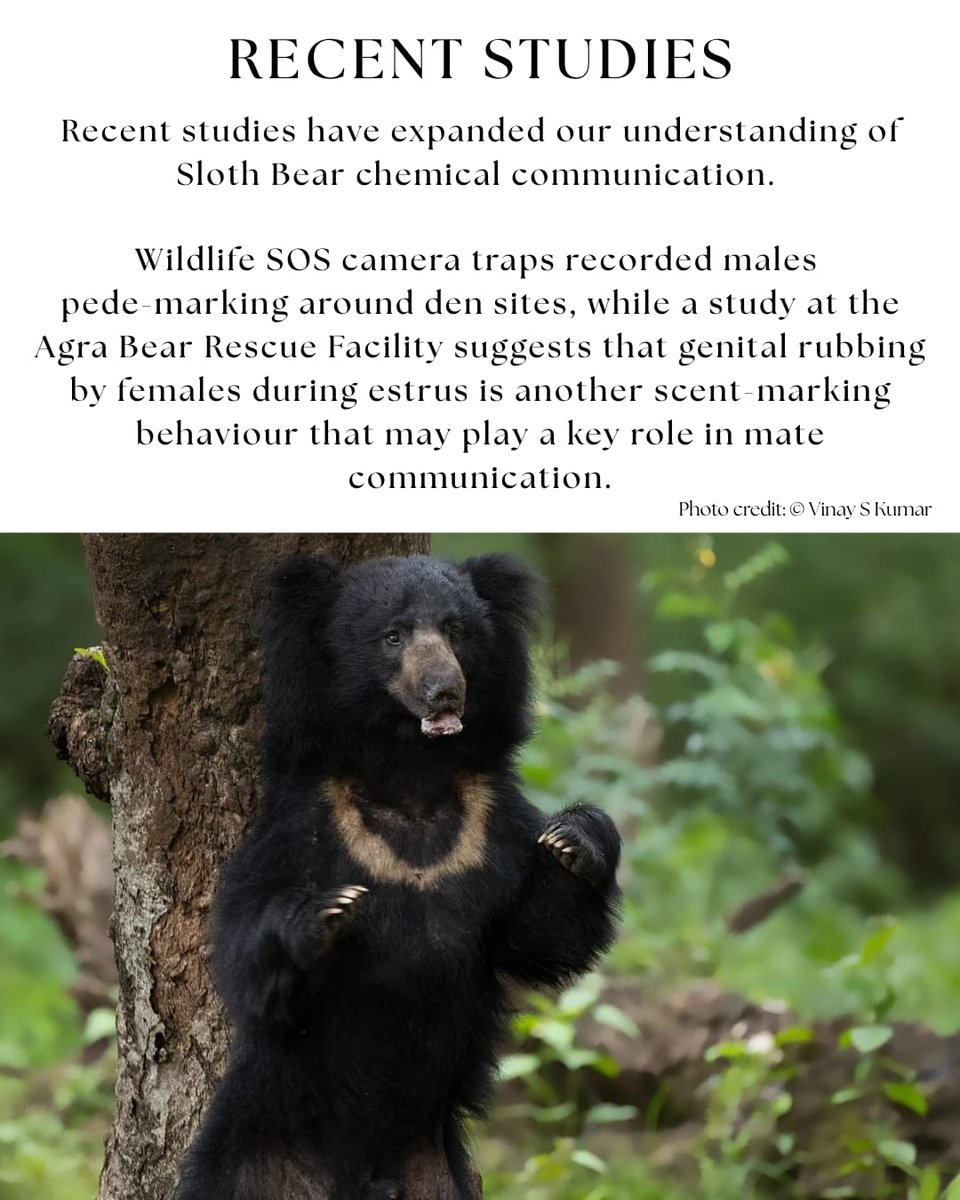 slothbear2026's tweet photo. 🐾 Hidden Language of Sloth Bears | Part 1: Scent Marking

Although Sloth Bears are mostly solitary, they constantly communicate through chemical signals left across the landscape.

Through pede-marking, rubbing, scratching, biting, and other scent-marking behaviours, they leave information that helps other bears identify who has been there, their reproductive status, and whether to avoid or investigate the area.

A study by Swaminathan et al. (2017) documented wild male Sloth Bears pede-marking around den sites using camera traps, while studies on captive bears suggest that scent-marking behaviours may also play an important role in mate communication.

One signal decoded… many more remain. Stay tuned for the next part of the Hidden Language of Sloth Bears 🐻

#ProjectSlothBear #WIIProjectSlothBear #SlothBear #AnimalCommunication #ChemicalCommunication #ScentMarking #WildlifeResearch #BearBehaviour
 
@moefcc @CentralIfs @NationalCAMPA @wii_india @SACONCoimbatore @wii_eiacp @rameshpandeyifs @GobindsagarBha1 @RuchiBadola2 @CRamesh_WII @BivashPand34733 @Kramesh95 @amitwii @UpmaManral @ashishjangid22 @avinashyadv95 @utkarsh41995 @kaushikforwild @Hairypotter0777 @Sindhoora_2001 @Suraj_Chauhan31 @niranjanKv2770 @Kavyak0204 @MitaliJadh34762