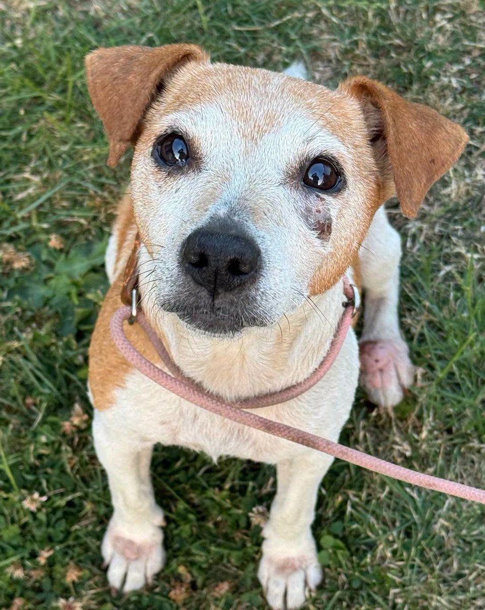 AdoptionsUk's tweet photo. Please retweet to help Meg find a foster home  #YORKSHIRE #UK 
This poor little lady is MEG 🤍🧡 she is a senior Jack Russell and is one of the (many!) emergency intakes we have somehow squeezed in this week, and arrived in really terrible shape 😥 
She was crawling with fleas, has open sores, swollen infected paws, an abcess on her face and is underweight 🧡 she was so sore and being driven mad by the fleas 😥 
We got her straight to the vets for much needed treatment ❤️‍🩹 BUT!!! Meg desperately needs a FOSTER/HOME!!! ‼️
She is crying constantly in her kennel - and as much as we can get on top of her medical issues, she just needs to be with people and in a home 💔 this is urgent ‼️ PLEASE get in touch via email if you can foster/potentially offer Meg a home 🧡🤍🧡
Any donations towards her care would be incredibly appreciated 🙏 We desperately need your support more than ever right now, with yet two more emergencies coming in today, it feels relentless and we just can't do it without you 🧡🤍🧡 
Apply to Helping Yorkshire Poundies Rescue below
helpingyorkshirepoundies@gmail.com

WEBSITE 👇
https://t.co/F6LiglAFdw

Share on facebook👇
https://t.co/Mew0TGKGGz

#dogs #Leeds #Sheffield #Bradford #JackRussell #England #adoptdontshophop @KatieAmess @AndrewRosindell  @clarebalding @JaneFallon @rickygervais @Time_4_unity 

Meg needs a foster home 17 July 2026