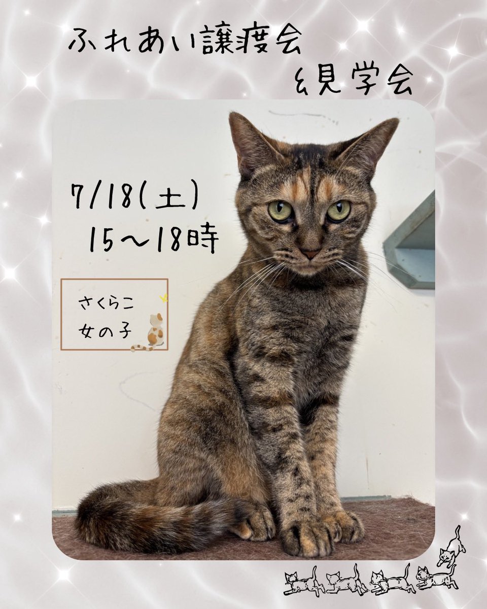 IsZcN44Zm2haSVs's tweet photo. こんばんは！明日は15時から18時までふれあい譲渡会を開催しますのでぜひお越しください‼️毛柄、体格が似ているギンジとベルのツーショットが見たいなぁと思っていたのですが、早速…🤭お互い思うところがあるのでしょうか❓❓❓
#保護猫 #里親募集中 #清瀬 https://t.co/ZzzGFax8nb