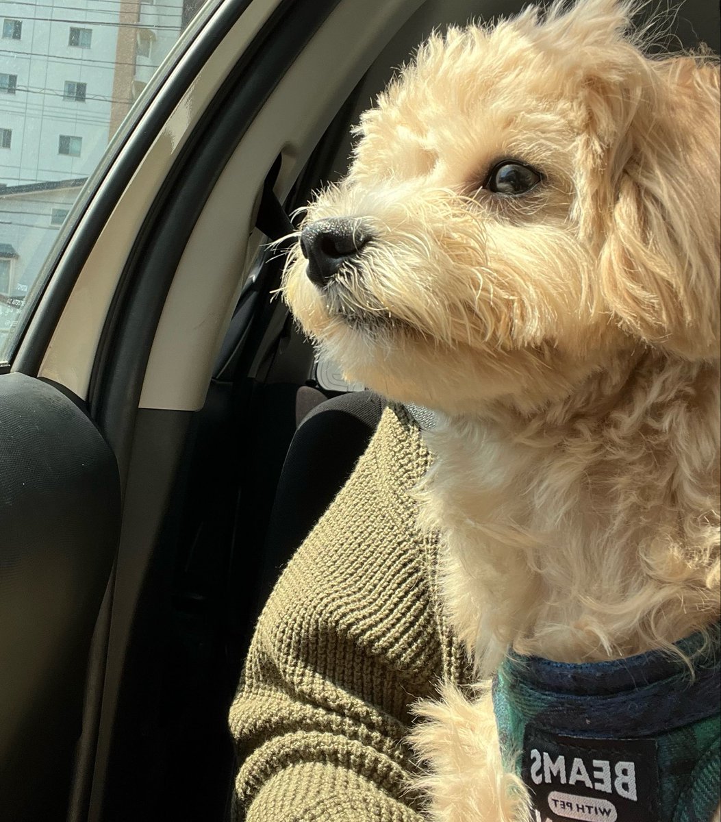 0907miso's tweet photo. 未来を見据えるみそくん https://t.co/0S7oaILmJ3