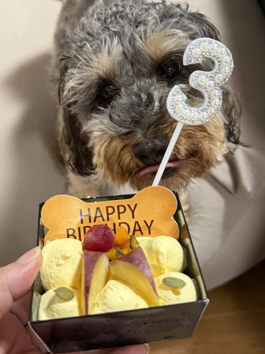 CREMA1026's tweet photo. 🎂今日はクレマ3歳のお誕生日🎉💕
あっという間に3歳🥹❤️
これからも元気いっぱい、笑顔いっぱいで過ごせますように🍀
よかったら「いいね👍」でお祝いしてもらえたら嬉しいです🥰 https://t.co/RXIbeYEXrV