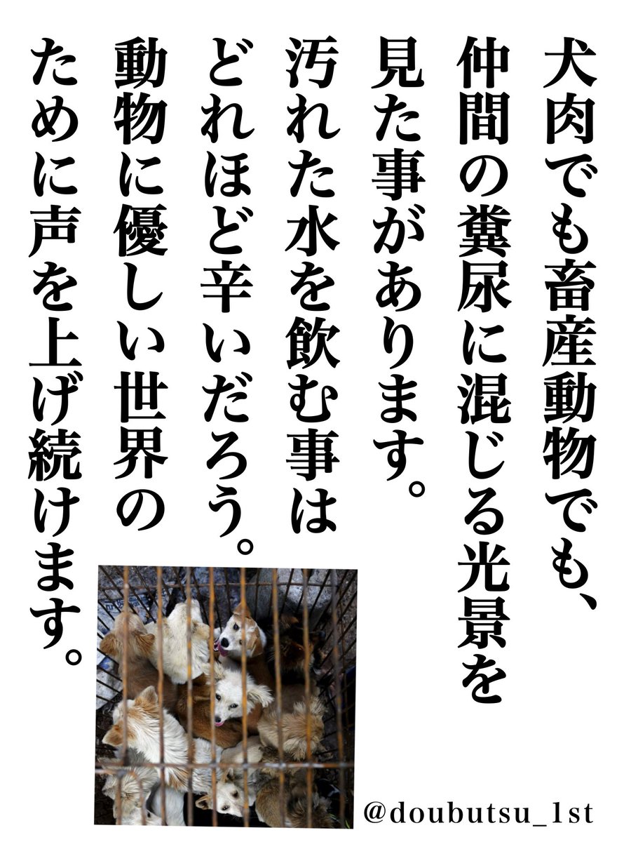 doubutsu_1st's tweet photo. 🐷🐶動物たちに、辛い思いをして欲しくありません。

その動物らしく、その大切な一生を全うして欲しい。

人間が、一方的に奪って良いものではないと思います。

いつも、動物の権利と尊厳を尊重してくださる方々、ありがとうございます

写真はこちらからお借りしています

https://t.co/pSgcpJIctp https://t.co/rnIz0TKV5u