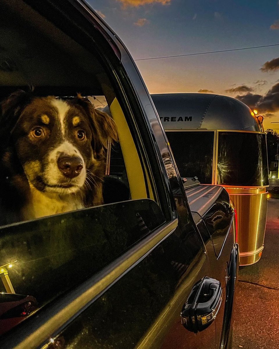 GoRVing's tweet photo. Meet Bo & Jackson, adventurous Aussies traveling coast to coast in their Airstream! Sunrise hikes, creek walks, and campfire hot dogs are their favorites. Want your pet featured as Pet of the Week? DM us! ๐ฉ #GoRVing #PetOfTheWeek #RVLife #DogsOfTwitter #CampingWithDogs https://t.co/UcbGOo3sN6