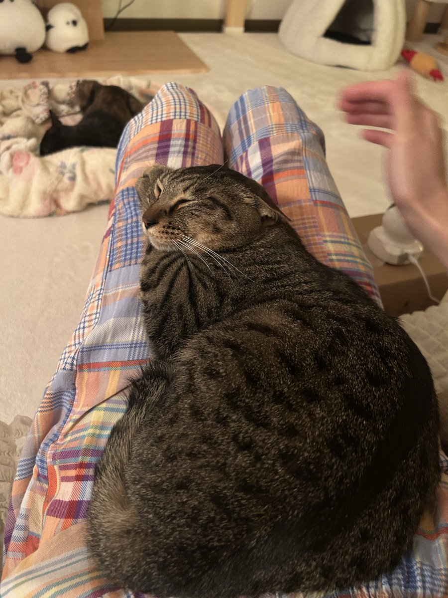 ごんねこ tweet media