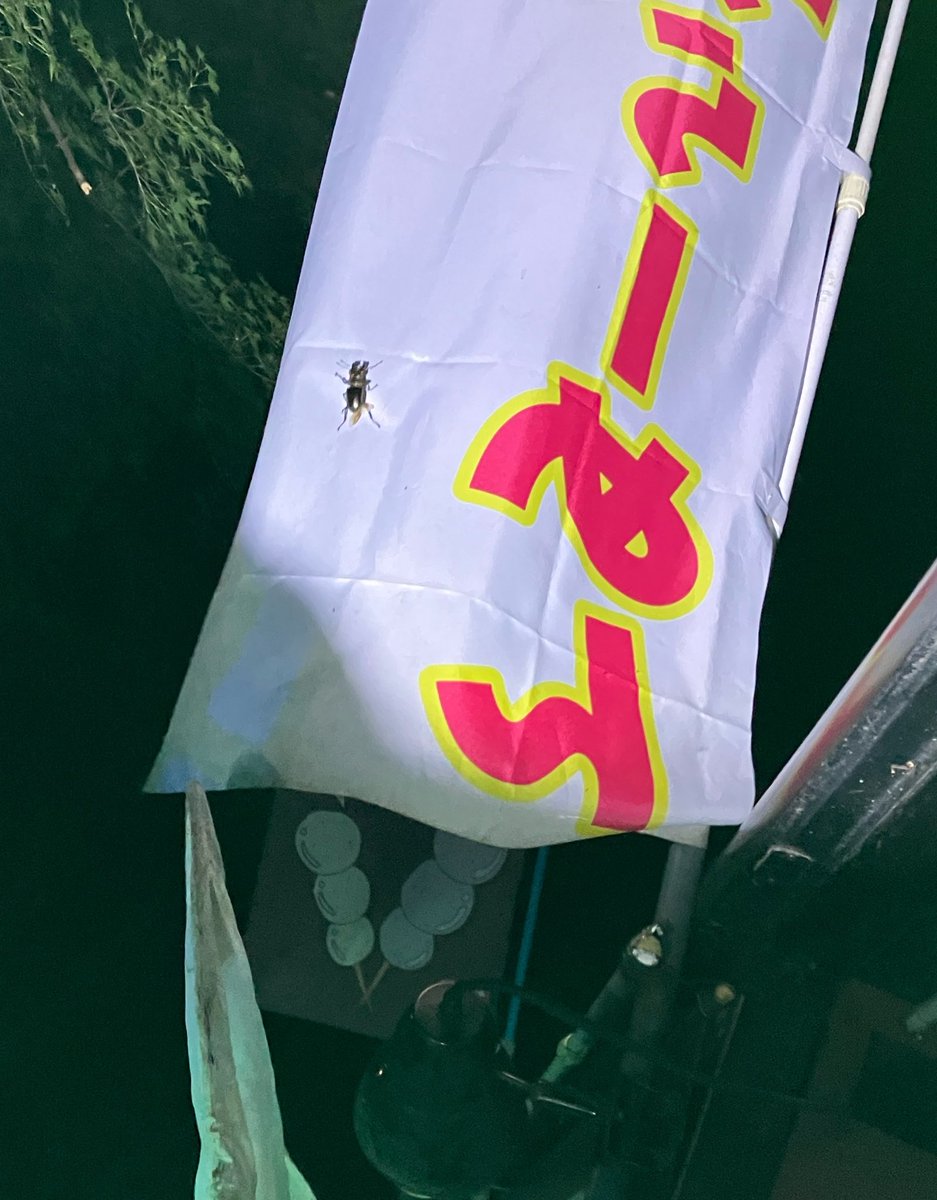 kanata_insect's tweet photo. なにかとまってる！？

ミヤマクワガタでした！！ https://t.co/3DKoGWWq96