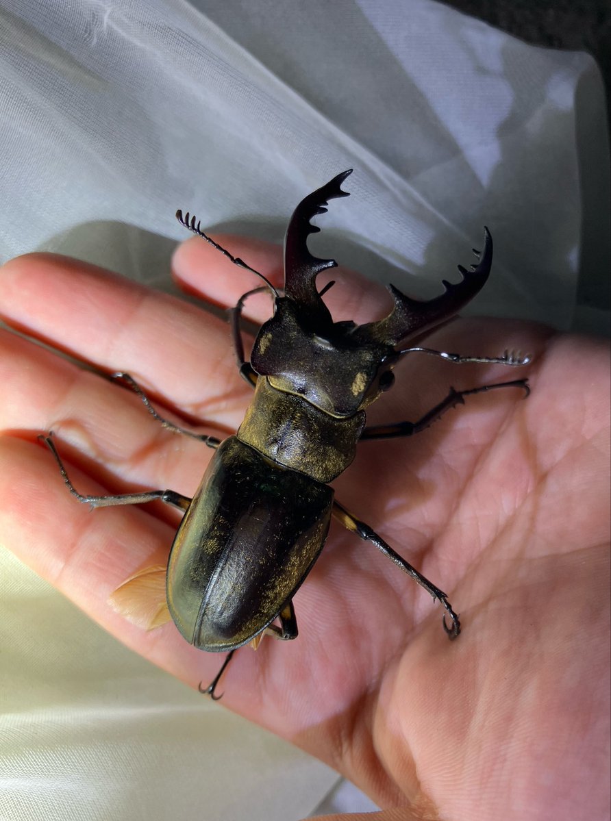 kanata_insect's tweet photo. なにかとまってる！？

ミヤマクワガタでした！！ https://t.co/3DKoGWWq96
