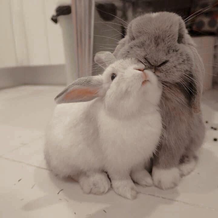 daily bunny modric tweet media