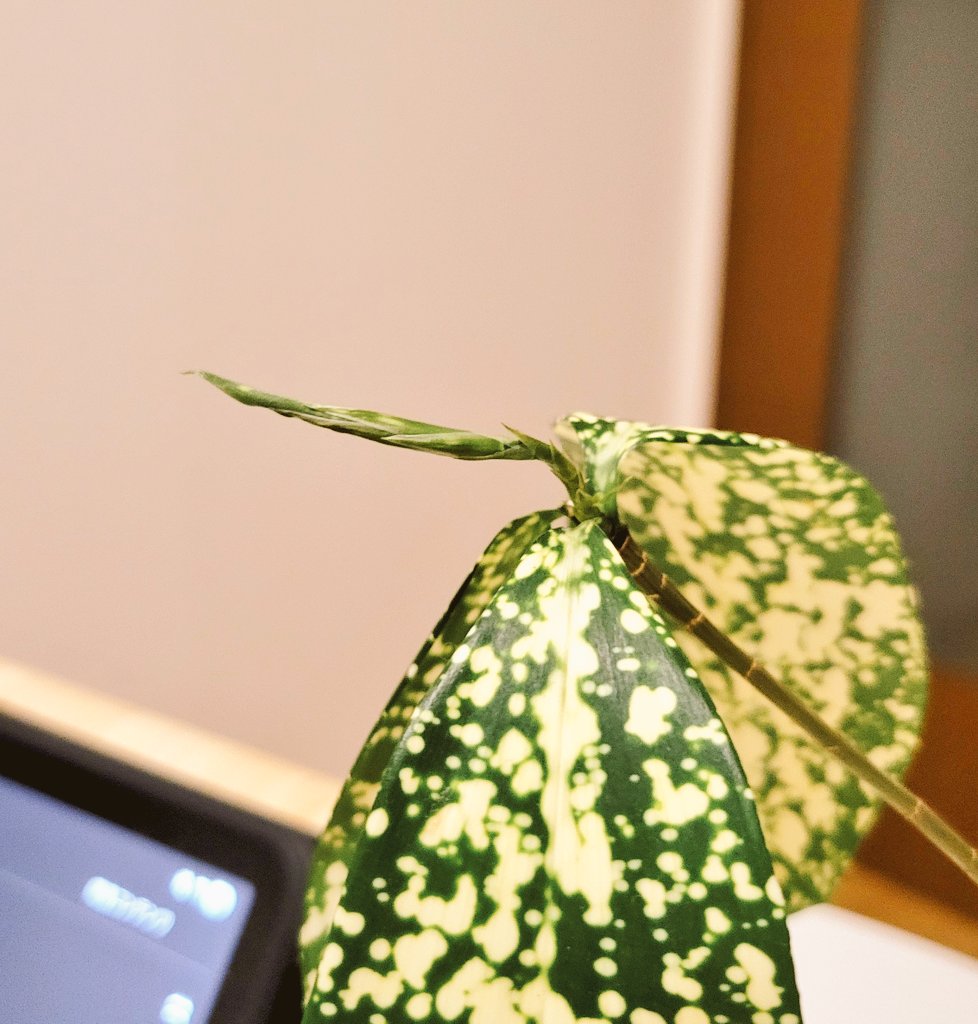 onikutoctq's tweet photo. 暑くてﾍﾛｯﾍﾛの観葉植物にw-inds.聴かせてたら芽出てきた https://t.co/Q5Y53nSMIA