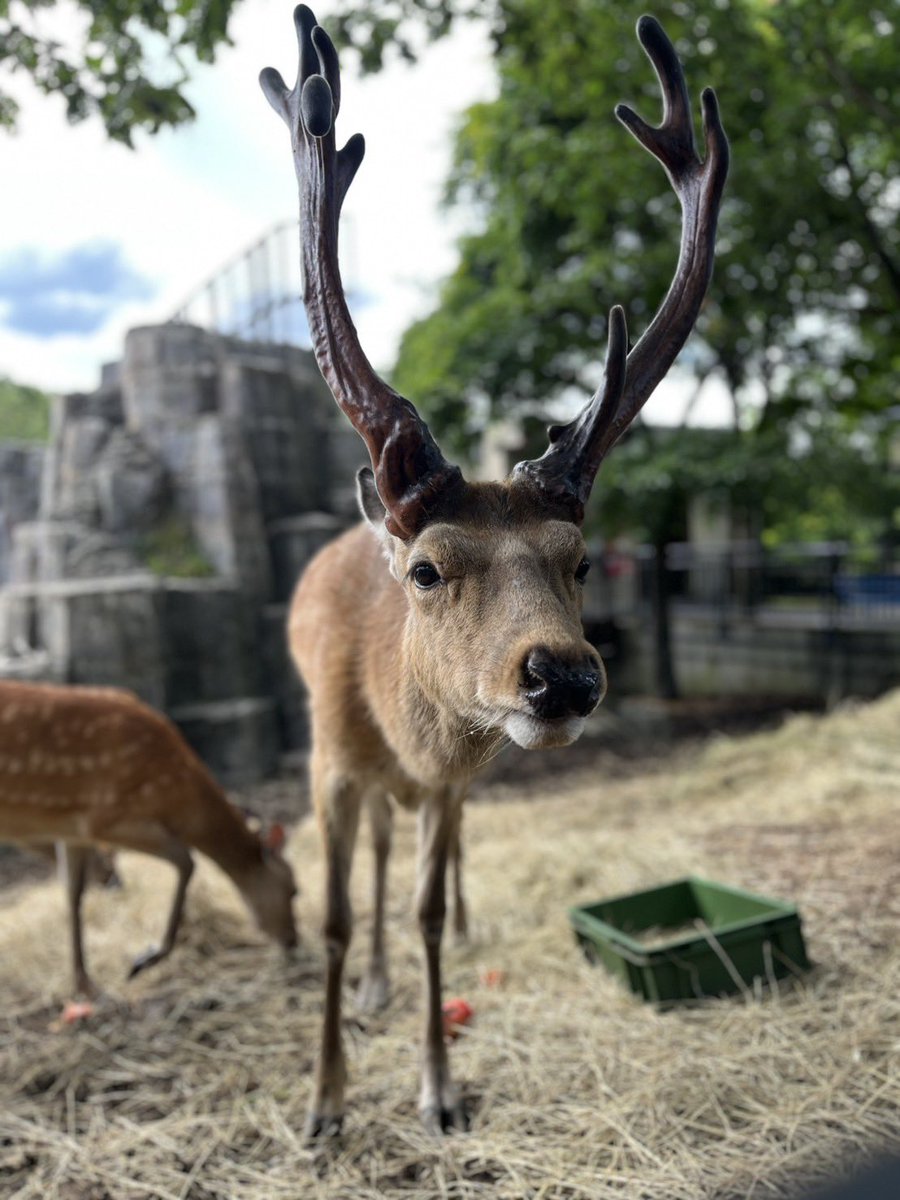asahiyamazoo1's tweet photo. 本日のエゾシカ🦌

#旭山動物園　#asahiyamazoo
#エゾシカ https://t.co/mPZv2wgcW6