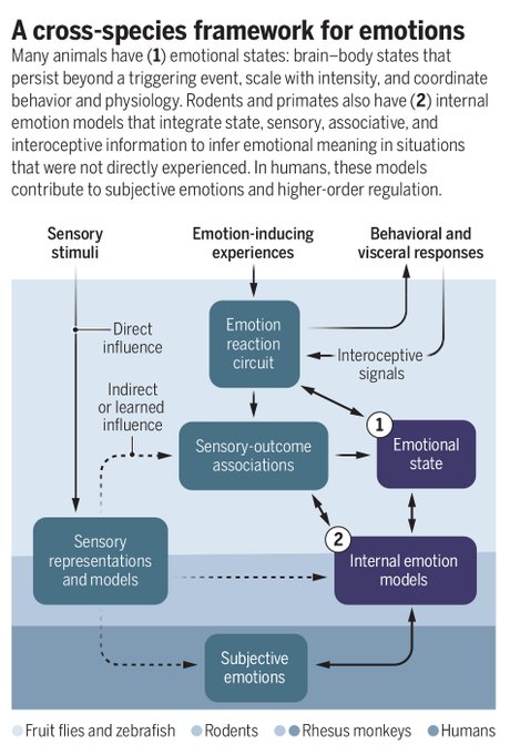 SustainHistory's tweet photo. The hidden-#Logic-of-#Emotion;
#InternalEmotionModels unify research #AcrossSpecies
&
Spark fresh ideas for treating #PsychiatricDisorders like #Anxiety & #Trauma.
Emotions are fundamental to human life,
but when #DysRegulated,
they can contribute to anxiety and trauma-related #MoodDisorders.
@ScienceMagazine
https://t.co/v6h8oxiiCy