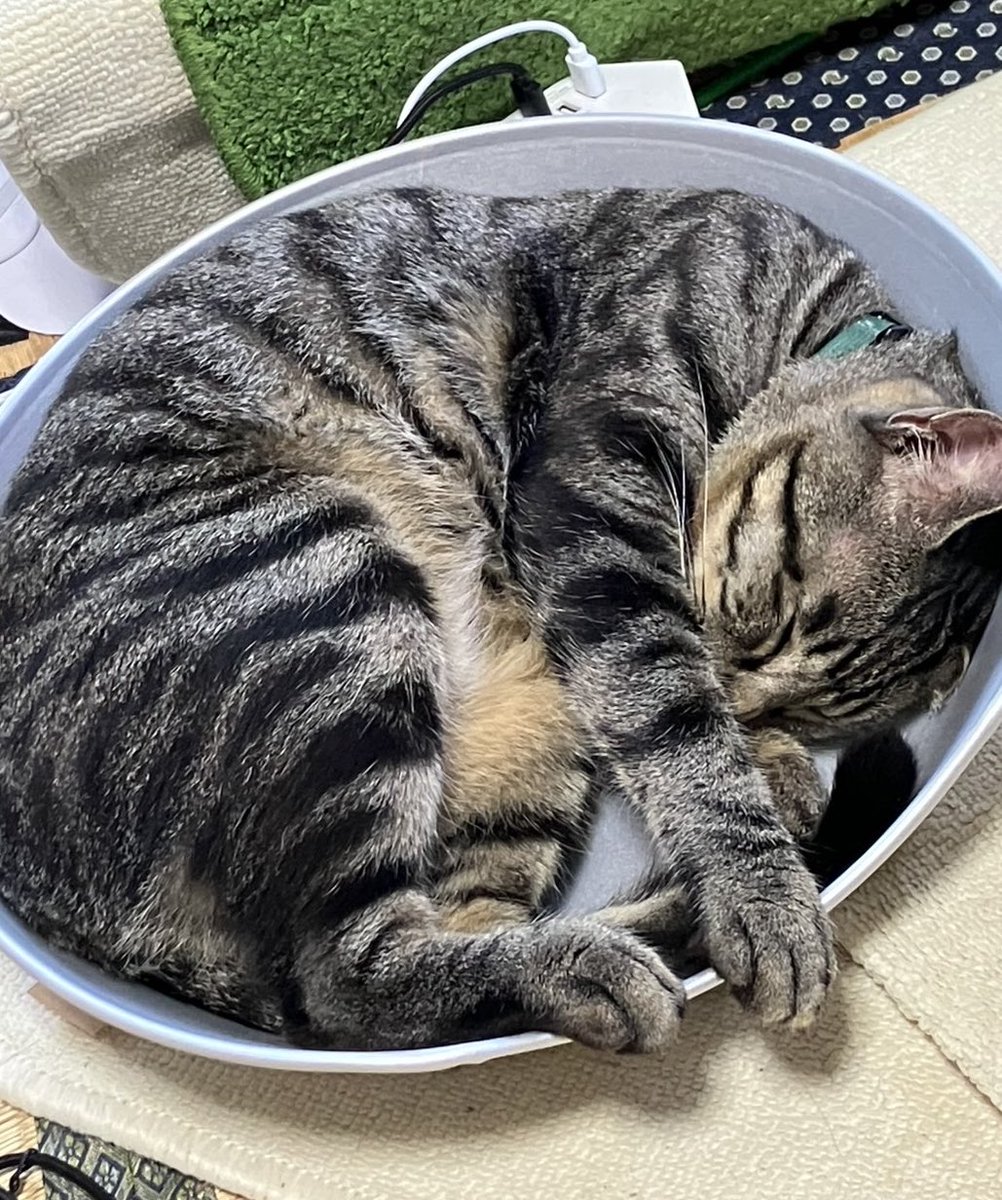 chisuke0615's tweet photo. 鍋ねこ😼おやすみ〜💤また明日💦 https://t.co/OtGfCREAqV