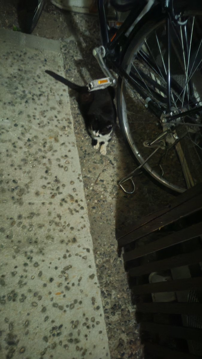 simaratovarius's tweet photo. 帰宅🏠️
影かと思ったら猫でした🐈‍⬛ https://t.co/LK1FeQh4BX