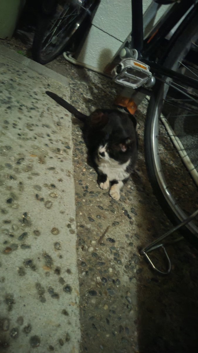 simaratovarius's tweet photo. 帰宅🏠️
影かと思ったら猫でした🐈‍⬛ https://t.co/LK1FeQh4BX