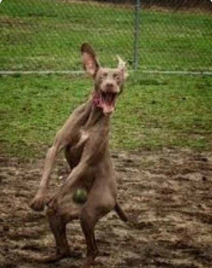 Keing_Mydus's tweet photo. @JDVance HIT DOGS DO HOLLER J.D. https://t.co/32sYlYlsGI