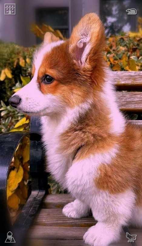 AlexAndrade151's tweet photo. She takes a bite of the apple, enjoying its sweet and crisp refreshment. Love deeply and care sincerely with your whole heart.