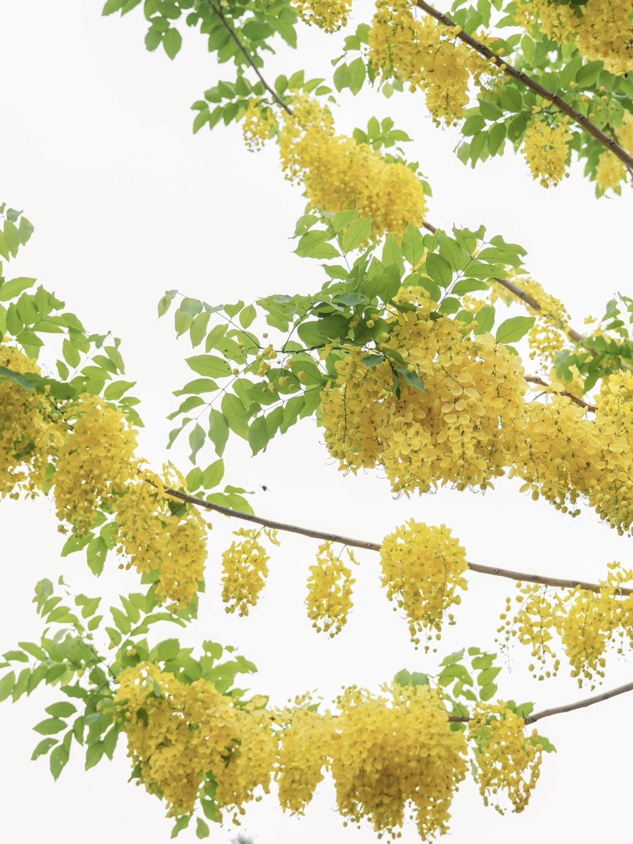 funway7686's tweet photo. 🌼In July, golden shower trees burst into bloom across Fuzhou, dressing the city in a golden summer glow.💛
#flora #flower #Funway #TravelFuzhou #VisitChina #blooming #scenery #vibes #blossom #summer https://t.co/aYIluDhzfB