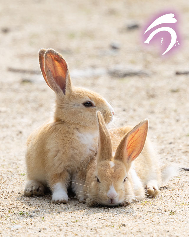 utajima's tweet photo. いろいろ気になる仔と、気にならない仔🐰🐰
そっくりなのにね🥰 https://t.co/2PovBnmVqd