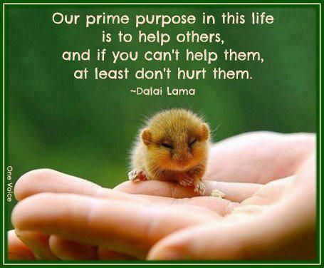 MyFourLeggedKid's tweet photo. You are invited to enjoy our FREE website  https://t.co/PPuSnl0H2v.  Free Blogs, newsletters, 50 videos,links to save you time and money.A Ntl database of Wildlife Rehabilitators and more. Use us to help you and your pets. FREE! https://t.co/Lm6TGHOrIL