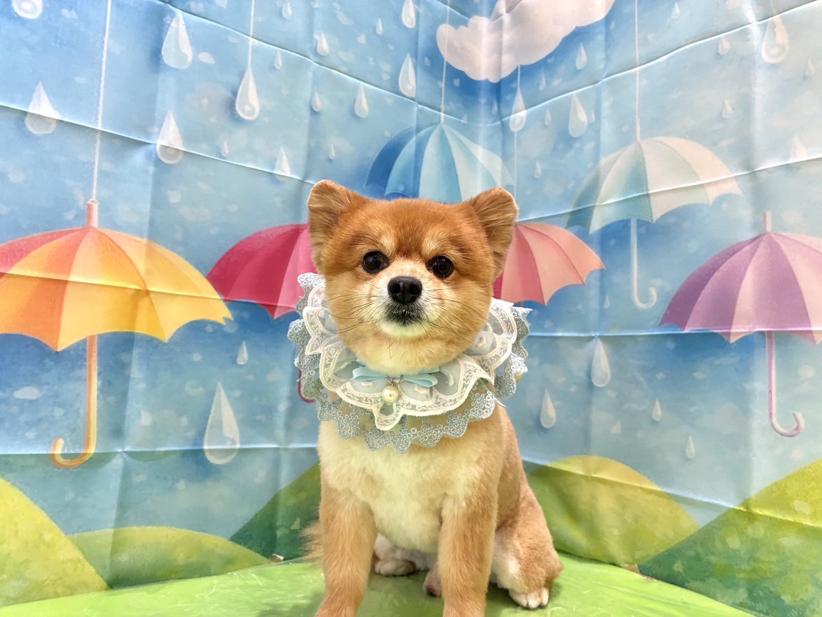 maronekiki's tweet photo. かんわいいいい🐶🩵 https://t.co/NELbO2Qiwj