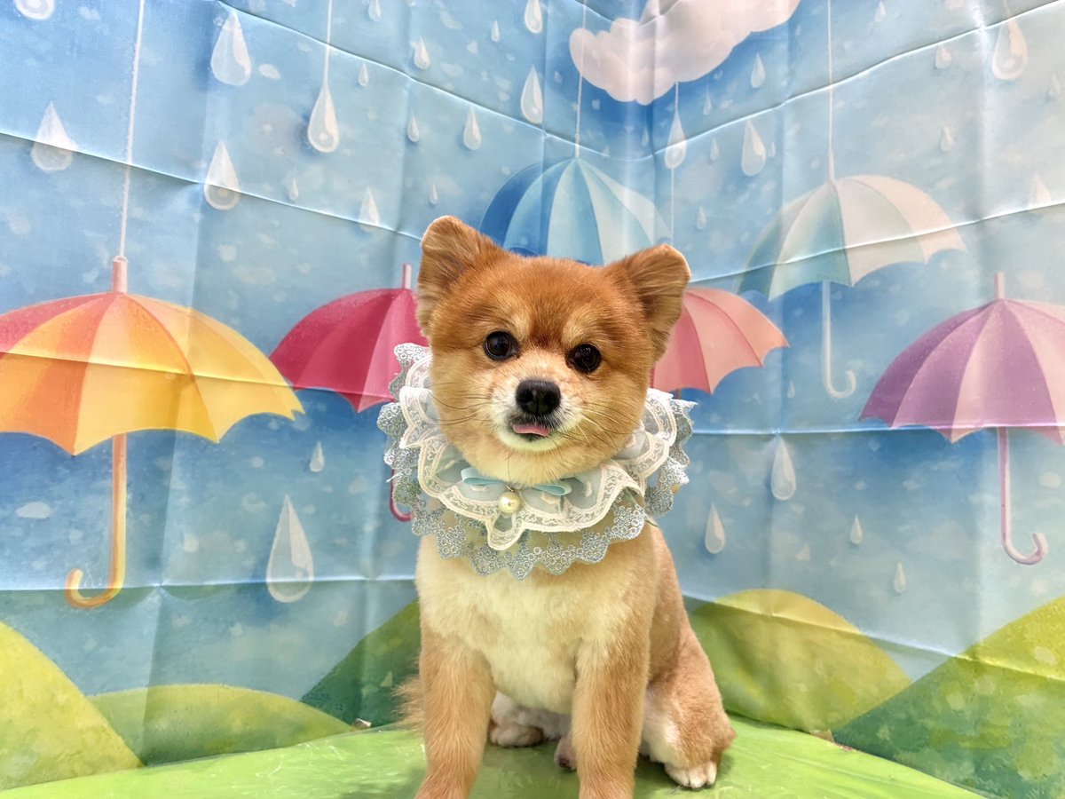 maronekiki's tweet photo. かんわいいいい🐶🩵 https://t.co/NELbO2Qiwj