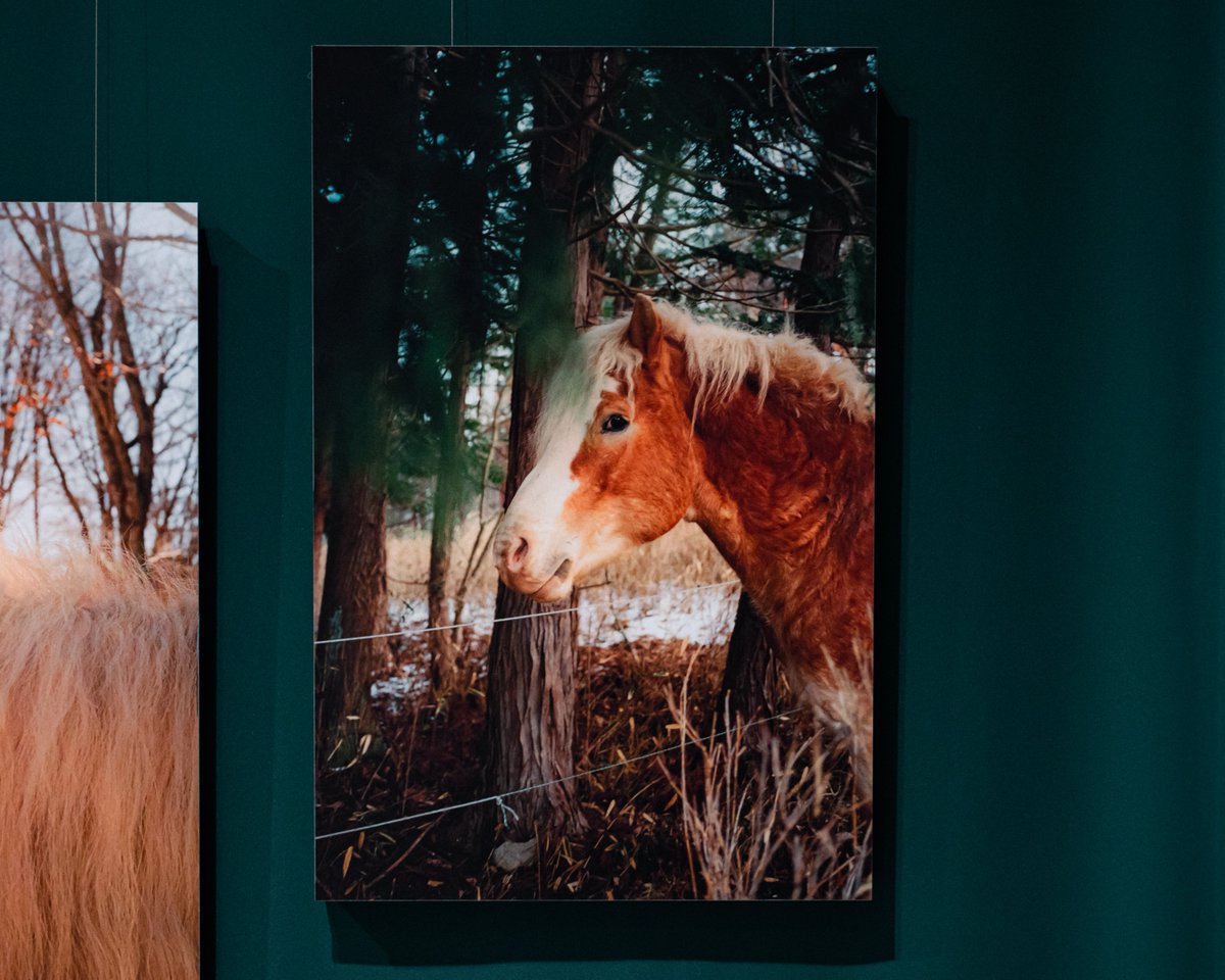 aikonnor's tweet photo. 写真家・植本一子さんのグループ展へ。

写真の奥に映像作品が放映されていて、それがとてもよかった。自ら切断したもの、抗い難く切断されてしまったものをもう一度接続することを通して、自分を社会と繋いでいく誠実で切実な記録。

"久しぶりに広島の実家に帰った。10年ぶりのことだった。"

"すべてがほこりをかぶり、薄汚れ、時が止まり、同時に磨かれ、進んでいた。"

"自分のことを知りたいと思うと、その先には母がいて、広島があって、歴史につながる。"

"わたしは平和を、戦争を、初めて自分のこととして思うようになった。"