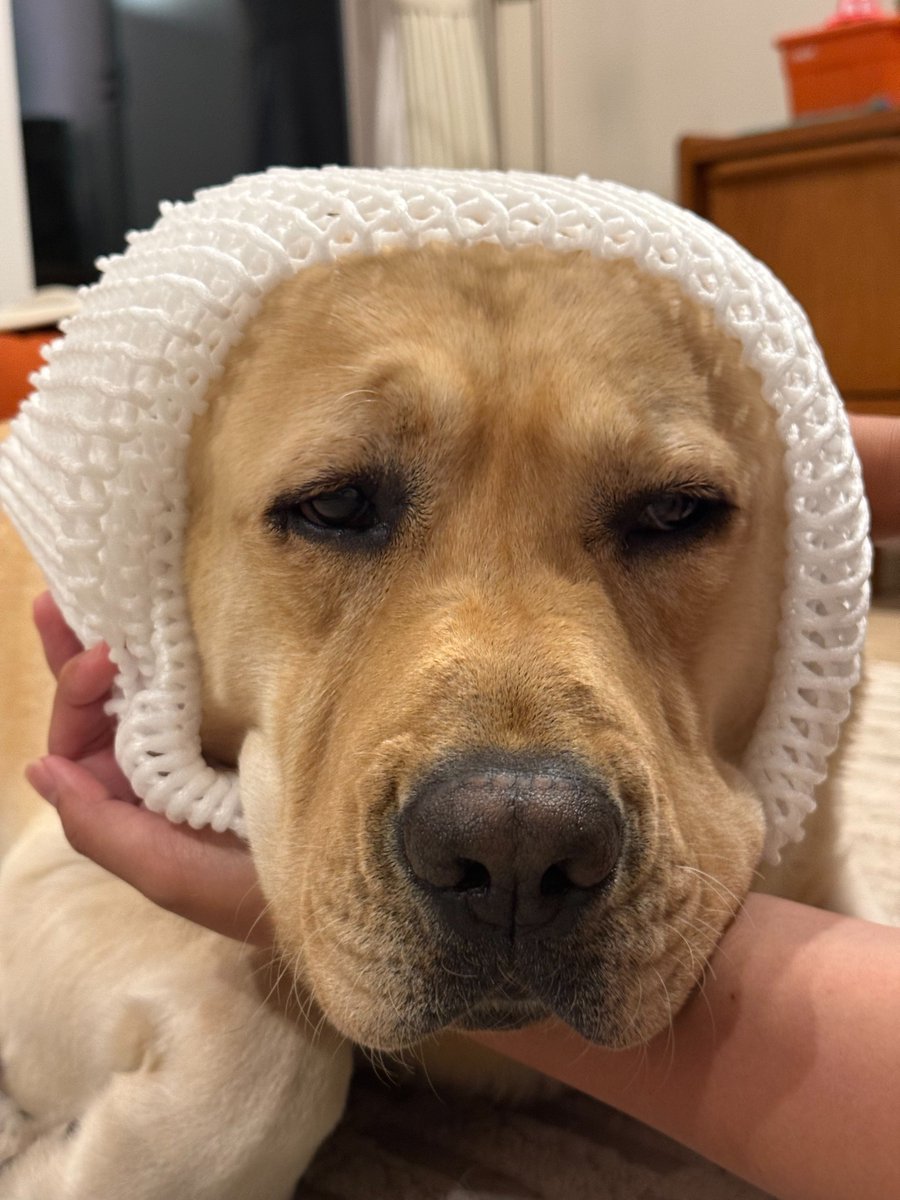 大型犬なら誰もが憧れる(？)フルーツネットのどデカバージョンを手に 