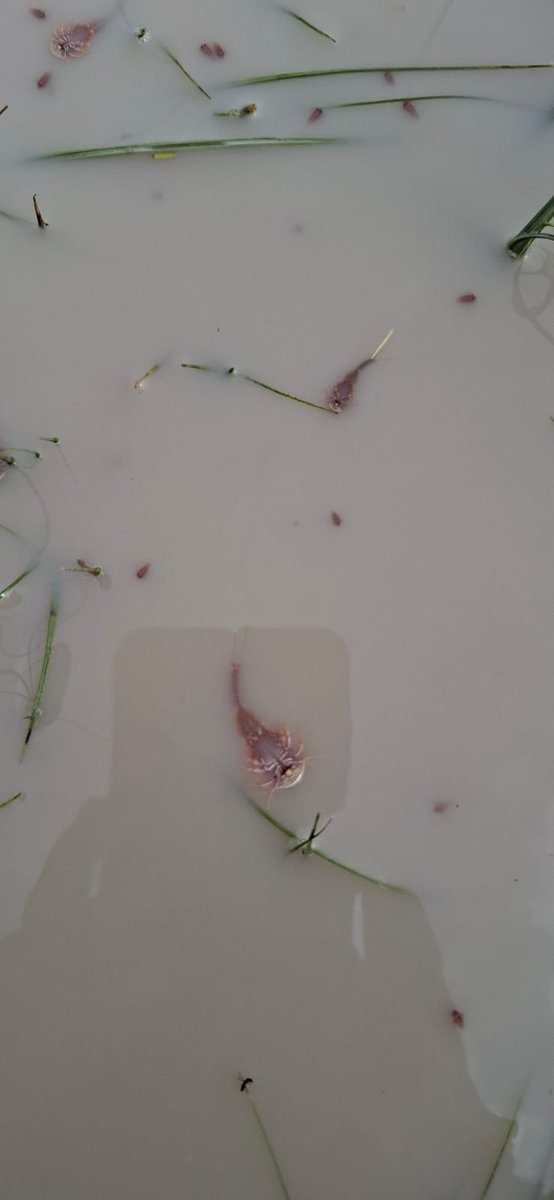 trexmongolia's tweet photo. 🦖 ¡Fósiles vivientes en Mongolia! 🇲🇳 Tras las lluvias, los charcos de la estepa se llenan de Triops, crustáceos idénticos a los de hace 200 millones de años. Sus huevos sobreviven décadas congelados o secos esperando volver a eclosionar. #Mongolia #naturaleza #FosilViviente https://t.co/EutPIc9Ie3