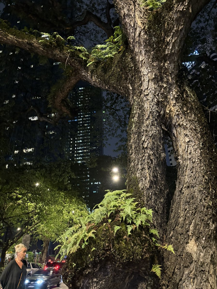 iwanpiliang7's tweet photo. Bagi saya pohon besar di tengah kota dengan gedung tinggi itu sangat sesuatu. Menumbuhkan sang pohon butuh abad.

#bigtree
#KL
#Fyp
#iwanpiliang https://t.co/2WantJHTjv