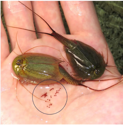 trexmongolia's tweet photo. 🦖 ¡Fósiles vivientes en Mongolia! 🇲🇳 Tras las lluvias, los charcos de la estepa se llenan de Triops, crustáceos idénticos a los de hace 200 millones de años. Sus huevos sobreviven décadas congelados o secos esperando volver a eclosionar. #Mongolia #naturaleza #FosilViviente https://t.co/EutPIc9Ie3