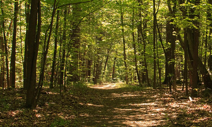 FreedomsWayNHA's tweet photo. A 63-acre woodland sanctuary in the heart of Leominster. πΏ
https://t.co/YQa89yNXxP
#FreedomsWayNHA #VisitMA #Leominster #MassAudubon #NatureWalk https://t.co/GKogCZpMdr