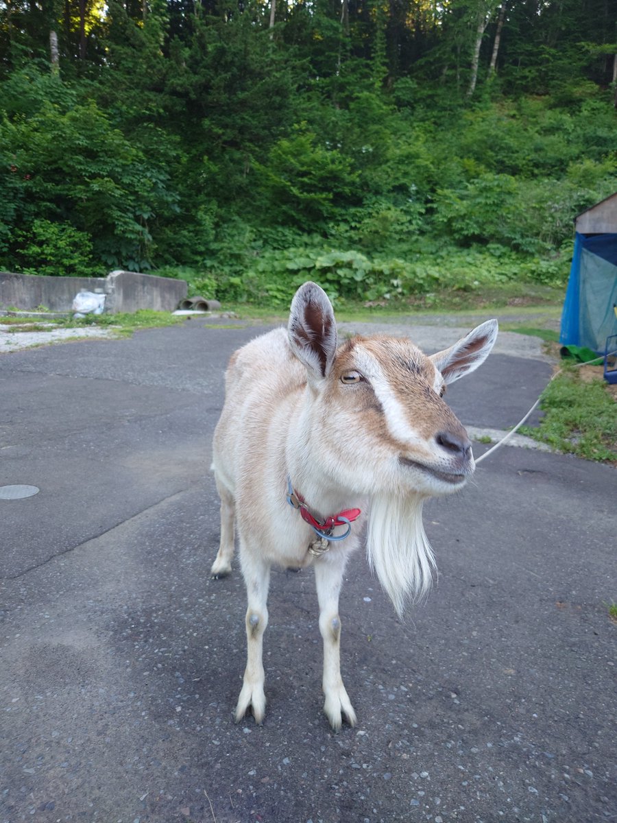 ka2giri's tweet photo. @SIRIUCHIONSEN #ヤギのメイちゃん https://t.co/30XlPW49S4