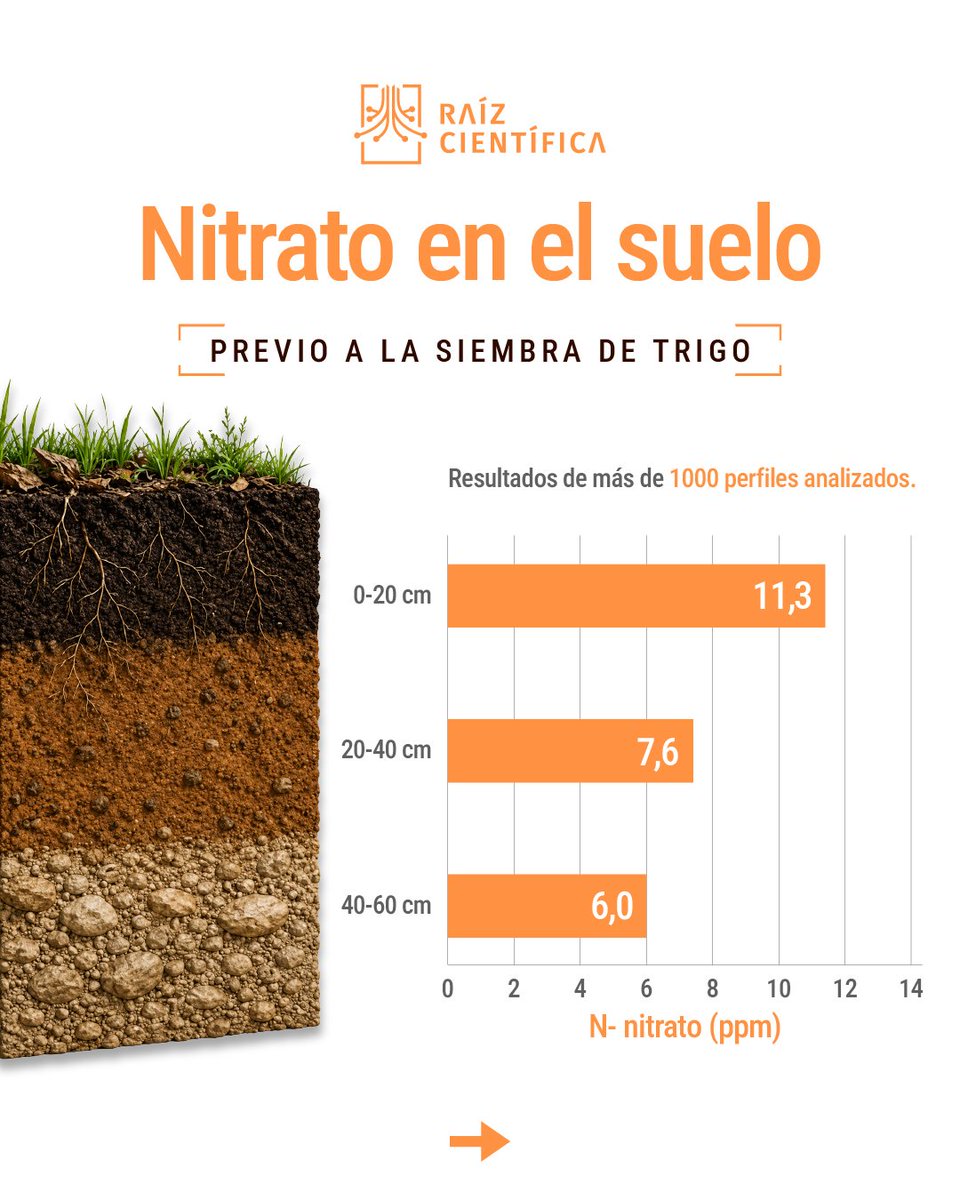 raizcientifica's tweet photo. 📊🌱 Medir es clave para tomar mejores decisiones en el manejo del nitrógeno y maximizar el rendimiento del trigo. Cada dato es una oportunidad para producir con mayor precisión.
#SomosRaízCientífica #Trigo #Nitrógeno #AnálisisDeSuelo #ManejoDeCultivos #DatosQueImpulsanResultados https://t.co/FkxuQvoTyl