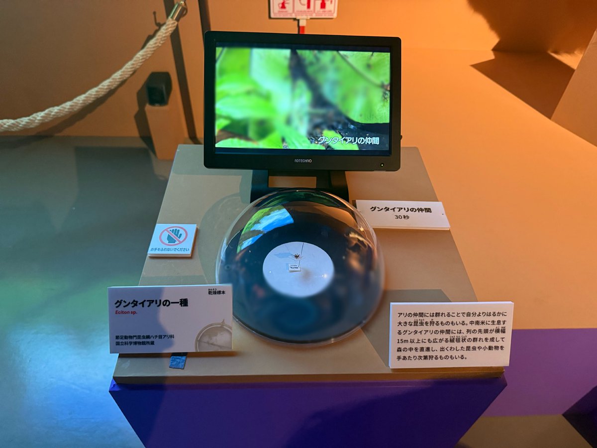 formicchocolat's tweet photo. かはくの特別展、アリ標本やアリ動画が複数種あっておすすめ

一番笑ったのはトイレ https://t.co/pLiDRapWka