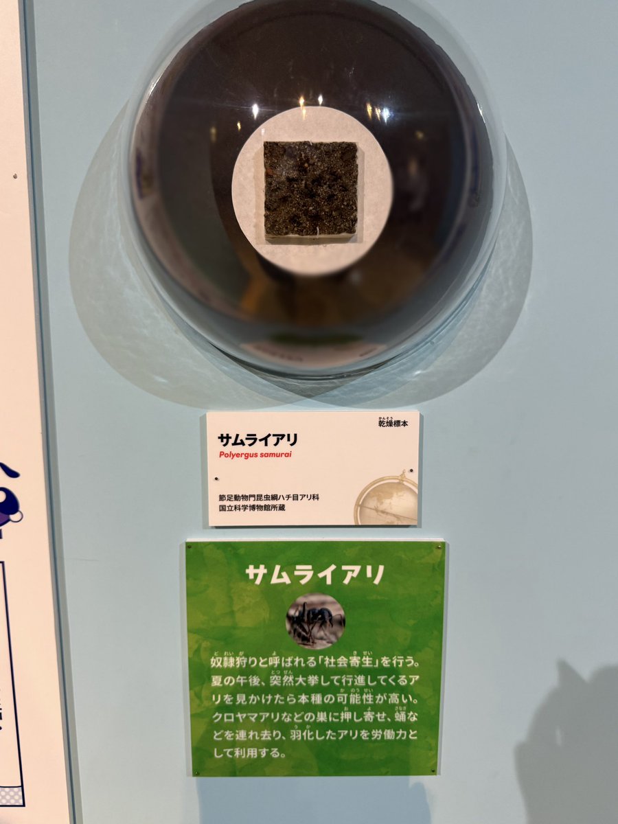 formicchocolat's tweet photo. かはくの特別展、アリ標本やアリ動画が複数種あっておすすめ

一番笑ったのはトイレ https://t.co/pLiDRapWka