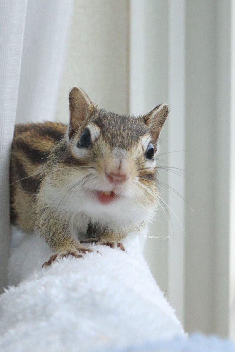 しまりすページ ぼくはこれから、お薬を頑張るよ！