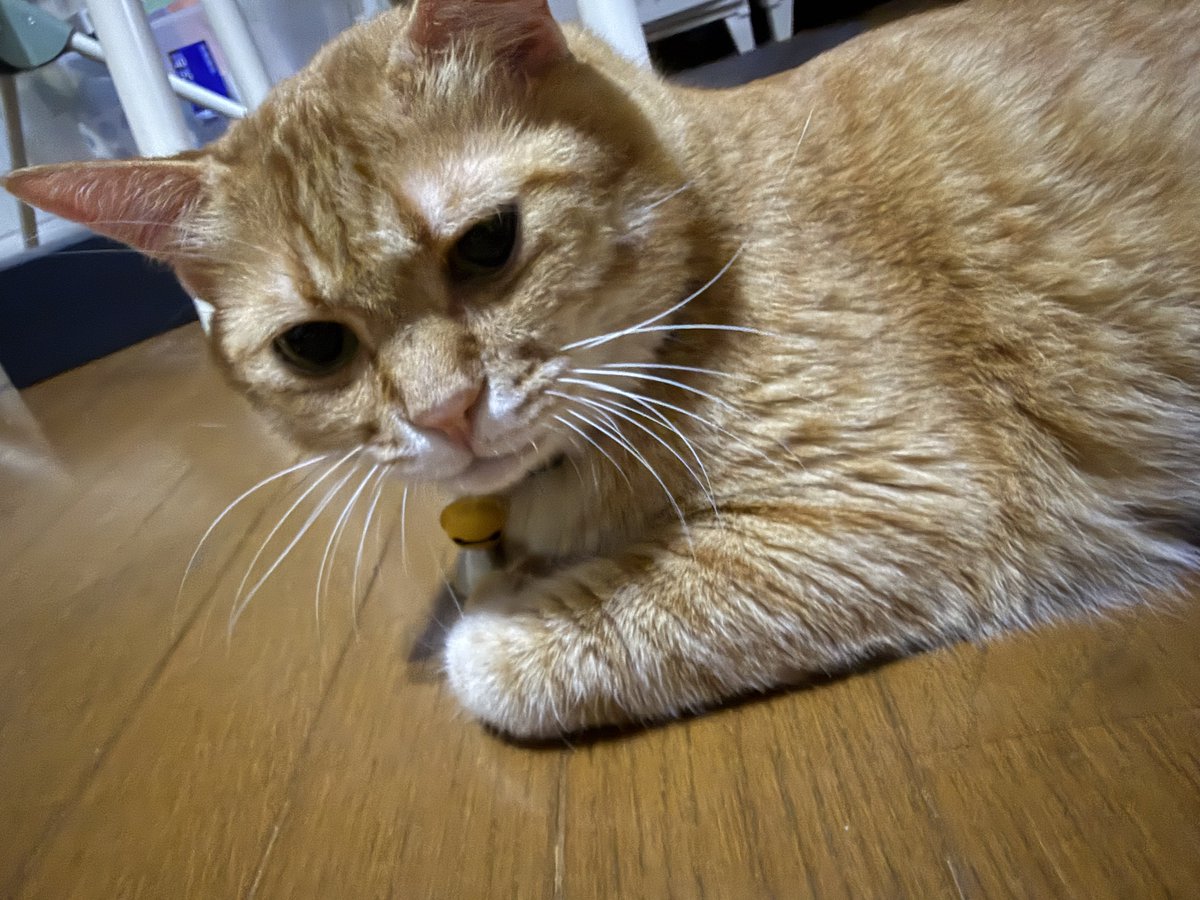 yuucbr_330's tweet photo. かわいい生物 https://t.co/qmOicMARH0