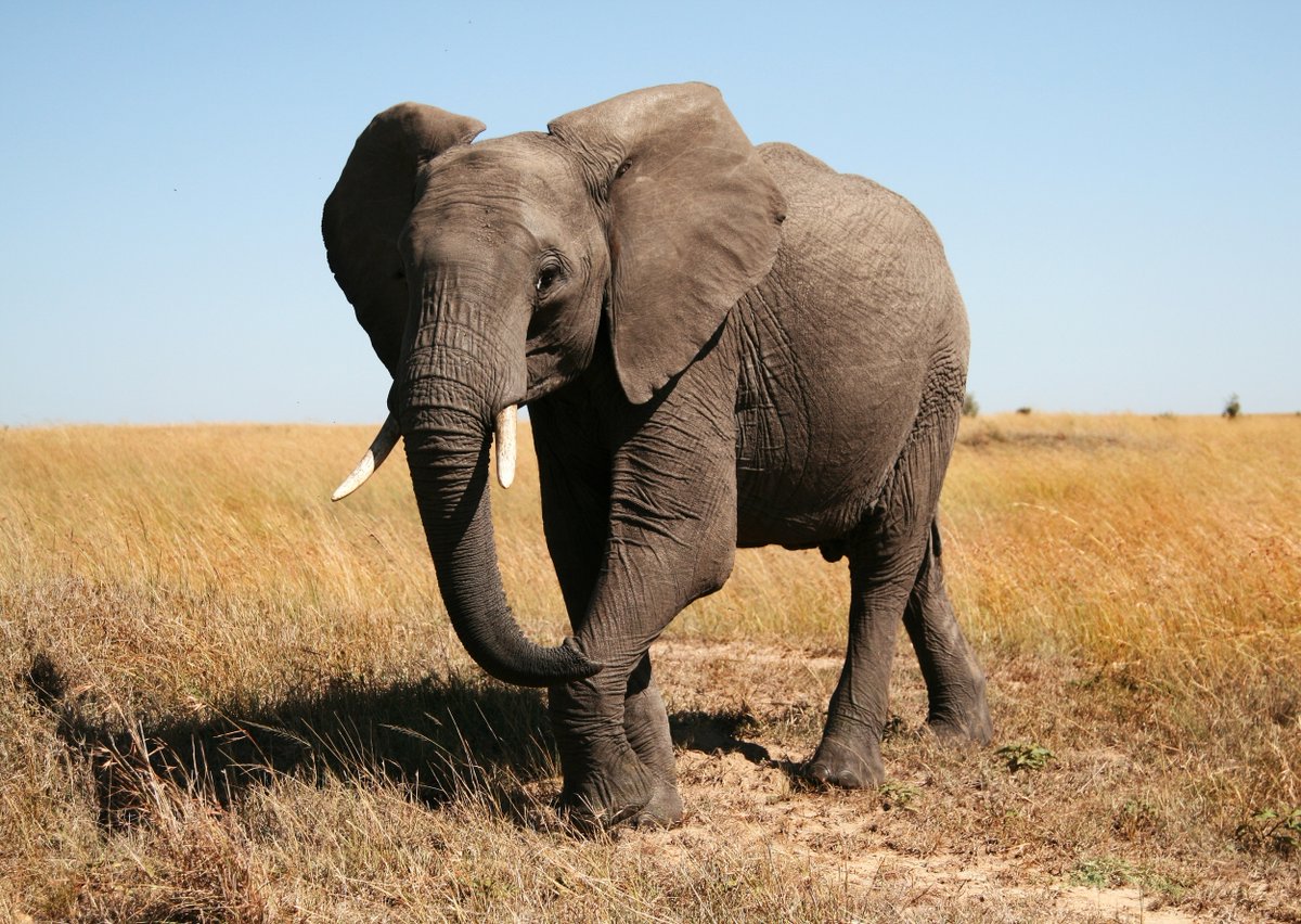 EarthDotCom's tweet photo. Elephants can send messages through the ground over vast distances https://t.co/qaH6hrrFX0 #EarthDotCom #EarthSnap #Earth https://t.co/louNmdE3J2