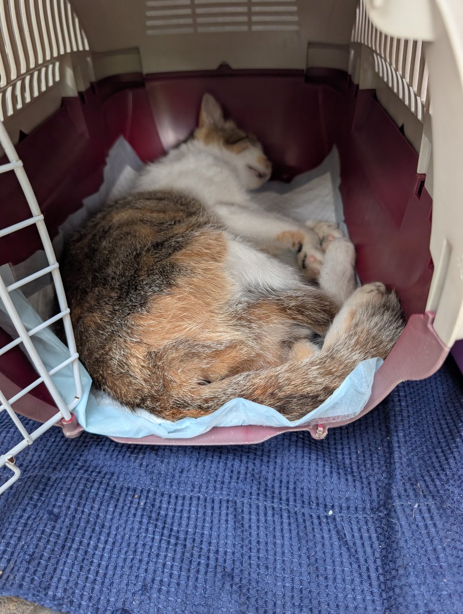tochigiwannyan's tweet photo. 餌やりさんの協力を得てメス猫2匹の手術完了。これから地域猫として面倒を見る。三毛猫の子猫3匹餌やりさんが保護し、時期を見て里親に参加。
#ＴＮＲ活動
#野良猫から地域猫へ
#里親会
#鹿沼市 https://t.co/7lCKNVX4vT