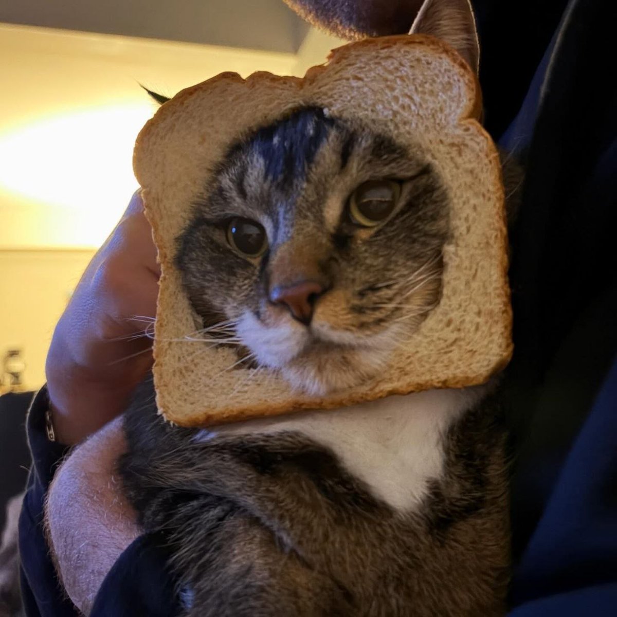 HD_TSL's tweet photo. @yuyue_chris 面包猫🐱 $INBRED ，人见人爱，过目难忘——这注定是一个会成功的Meme币！ https://t.co/kps0YfU2a9