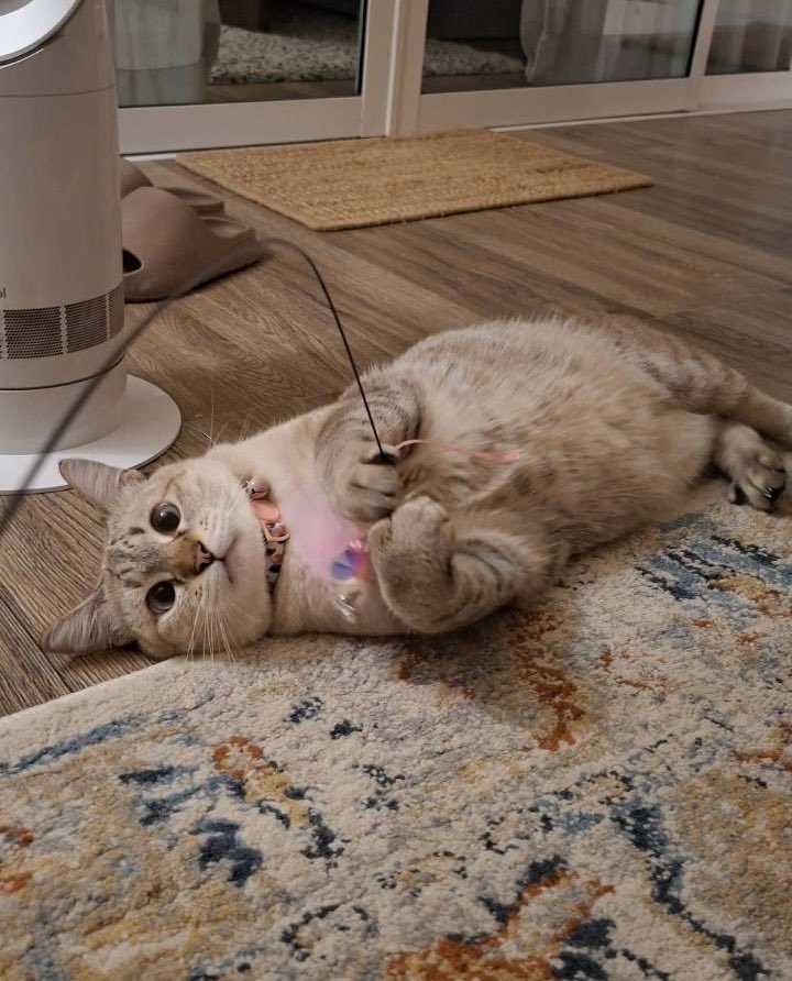 Maichaiphuchai's tweet photo. มาหาพี่ม่อนกับพริกไทยกันน้าา 😸🥰

#REMYxALMOND @REMY_Pets
#REMYPets #Almondbabybigboy https://t.co/p7ReFhcHJn